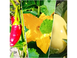 Агро-парник "Owocny" на Big-Agro - Европейское качество и подарочные семена овощей