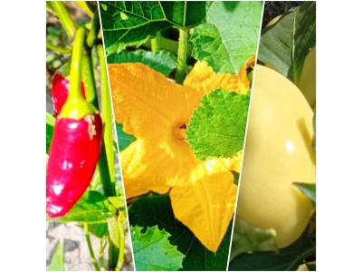 Агро-парник "Owocny" на Big-Agro - Европейское качество и подарочные семена овощей