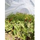 Парник-туннель Owocny 12 м из агроволокна 50 г/м²