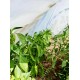 Парник-туннель Owocny 6 м из агроволокна 50 г/м²